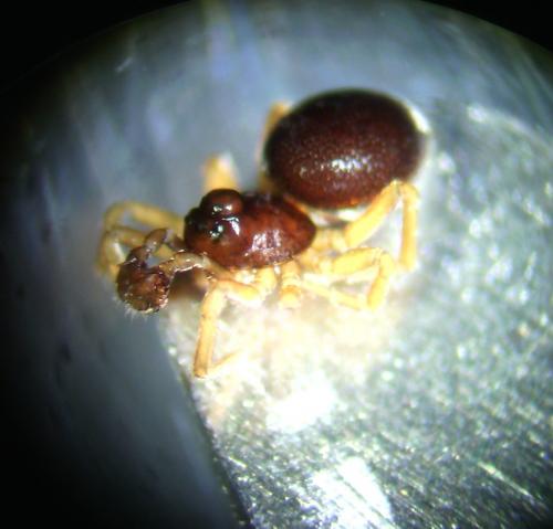 Pelecopsis parallela