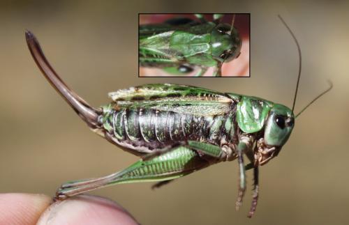 Decticus verrucivorus verrucivorus