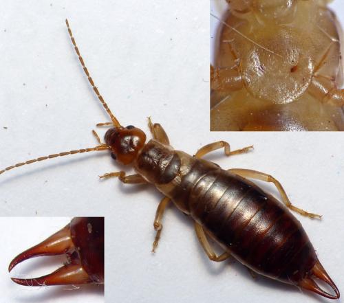 Réf. 172 867 : Chelidurella acanthopygia