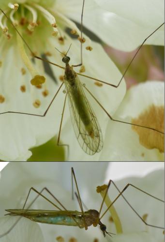 Réf. 172 092 : Dicranomyia sp.