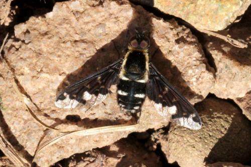 Hemipenthes sp.