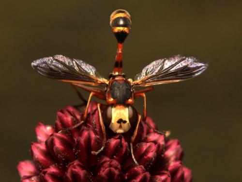 Physocephala vittata