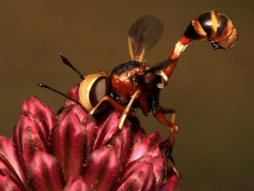 Réf. 172 226 : Physocephala vittata