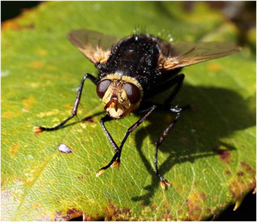 Réf. 172 000 : Tachina grossa