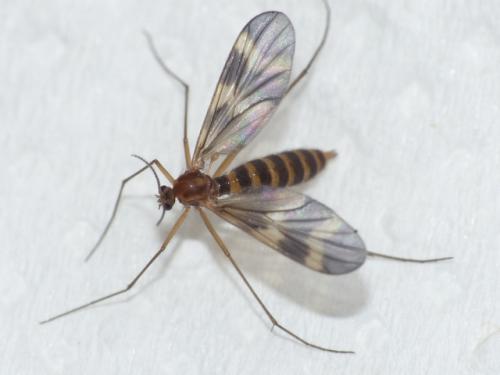 Ditomyia fasciata