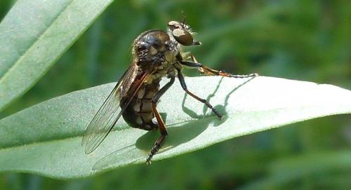 Leptarthrus vitripennis