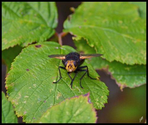 Tachina grossa