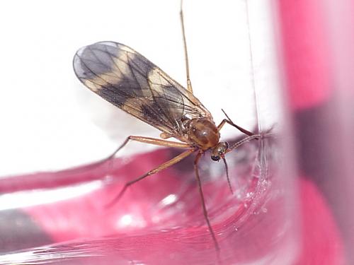 Ditomyia fasciata