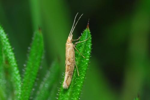 Réf. 172 127 : Plutella xylostella