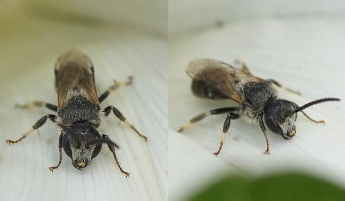 Lasioglossum sp.