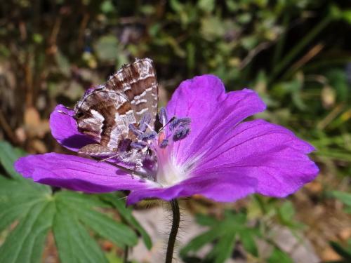 Réf. 172 061 : Cacyreus marshalli