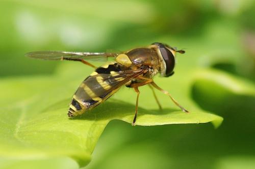 Syrphus ribesii