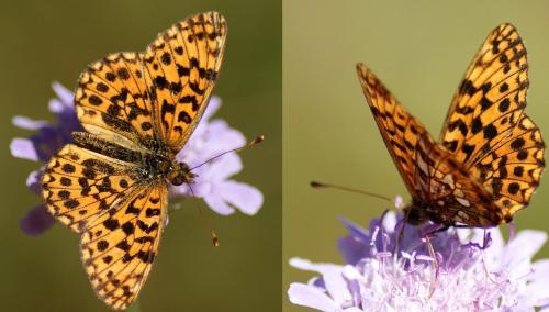 Réf. 172 452 : Boloria dia