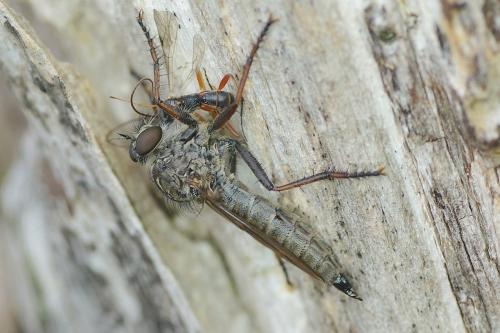 Tolmerus atricapillus