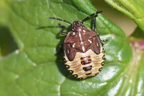 Réf. 172 004 : Carpocoris purpureipennis