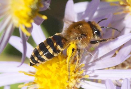 Réf. 172 174 : Colletes (halophilus-hederae)