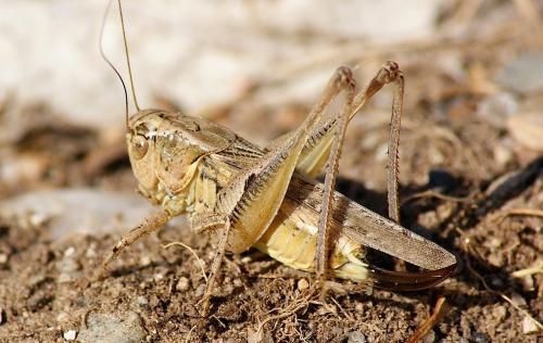 Réf. 172 522 : Platycleis albopunctata