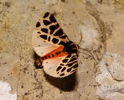 Réf. 172 156 : Cymbalophora pudica