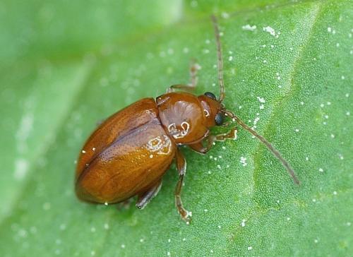 Réf. 172 065 : Neocrepidodera sp.