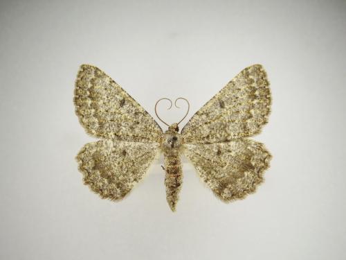 Réf. 172 360 : Gnophos obfuscata
