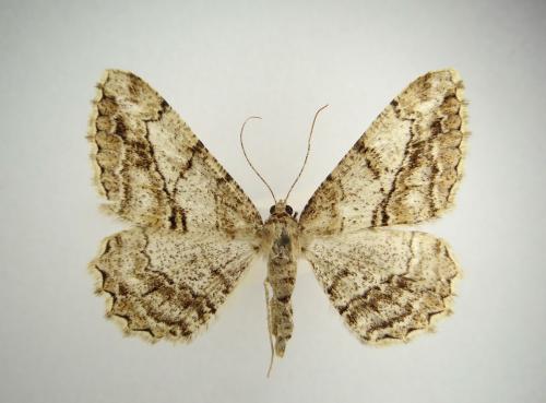 Peribatodes perversaria