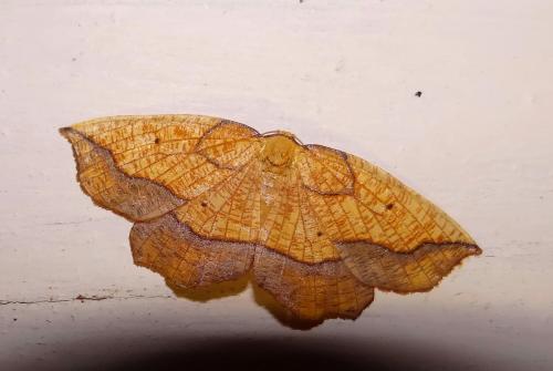 Epione repandaria