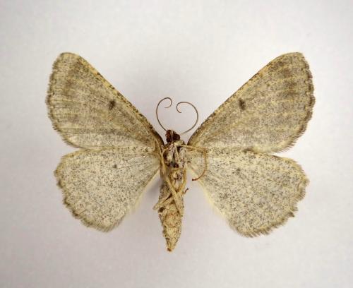 Gnophos obfuscata
