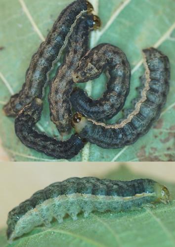 Réf. 172 349 : Mamestra brassicae