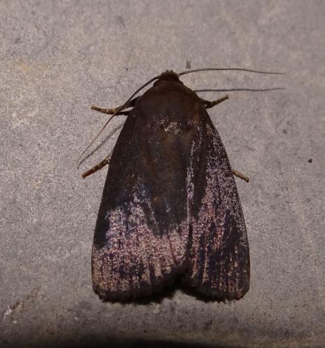 Réf. 172 979 : Amphipyra livida