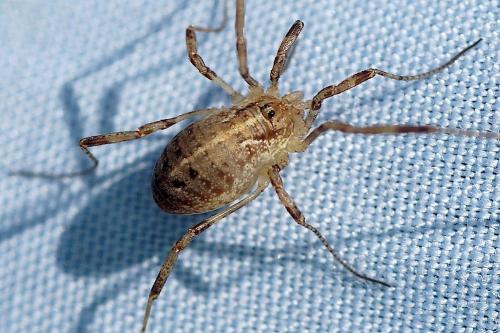 Paroligolophus agrestis