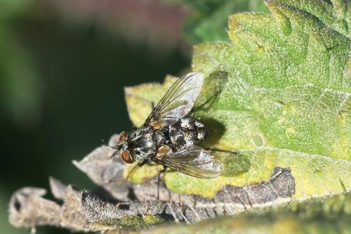 Réf. 172 711 : Nemorilla sp.