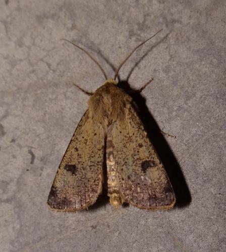 Réf. 172 864 : Agrotis trux