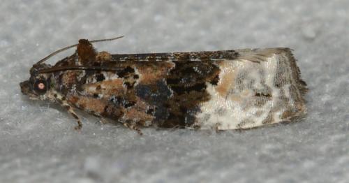 Apotomis betuletana