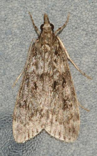 Réf. 172 687 : Scopariinae inconnu