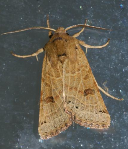 Réf. 172 800 : Agrochola lunosa