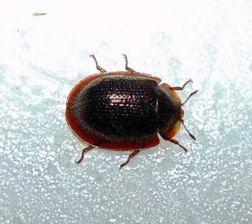 Thymalus limbatus
