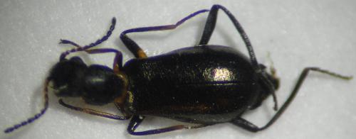 Sphinginus coarctatus