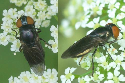 Réf. 172 915 : Chrysogaster solstitialis