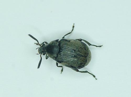 Bruchidius villosus