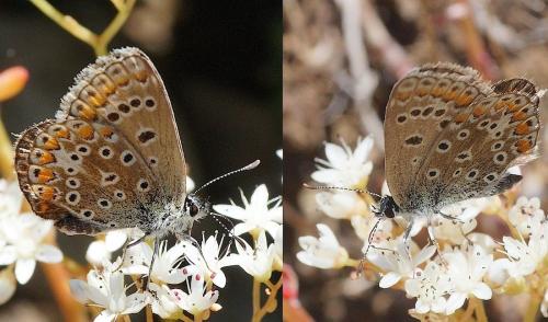 Polyommatus icarus