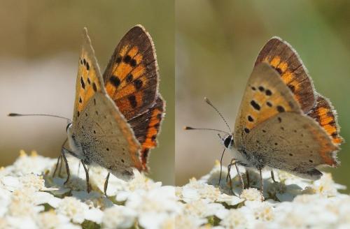 Réf. 172 581 : Lycaena phlaeas