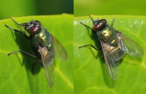 Réf. 172 972 : Neomyia viridescens