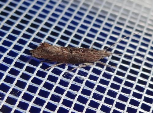 Ypsolopha horridella
