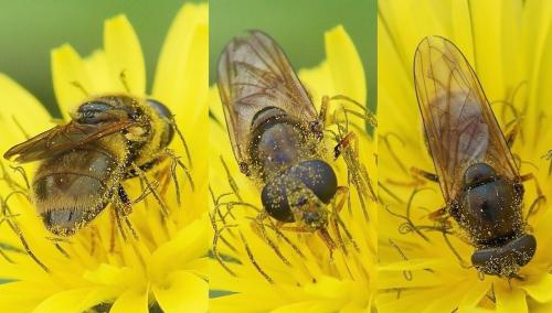 Cheilosia sp.
