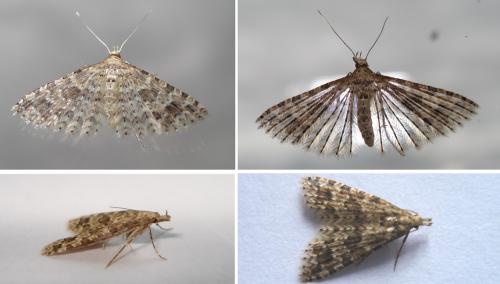 Alucita hexadactyla