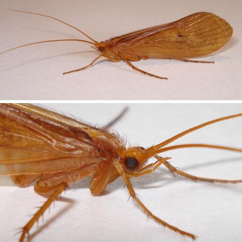 Stenophylax vibex