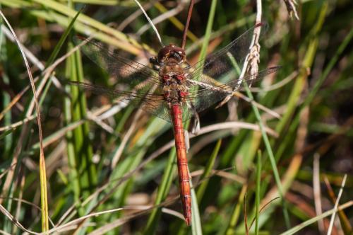 Réf. 172 770 : Sympetrum striolatum