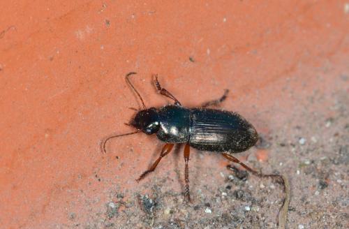 Réf. 172 007 : Harpalus affinis