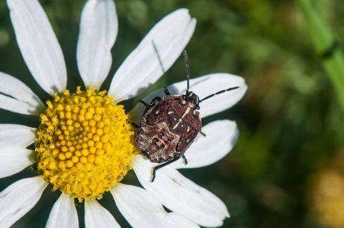 Carpocoris pudicus