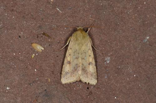 Helicoverpa armigera